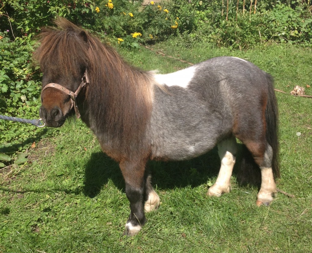 A brown and grey pony with a leather halter standing among green foliage and yellow flowers, calm mood