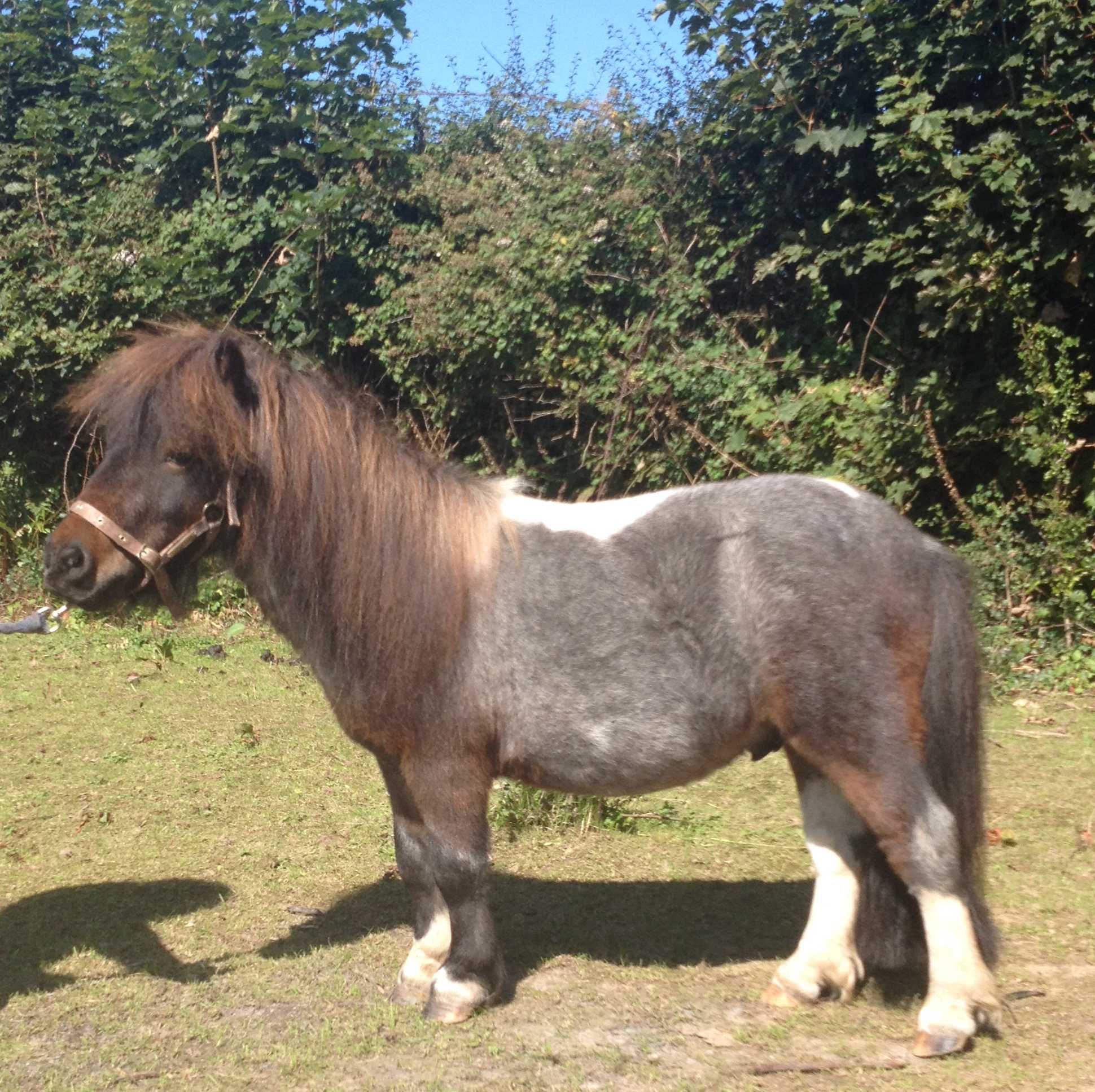 A shaggy brown and grey pony with a leather halter standing in front of a green hedge