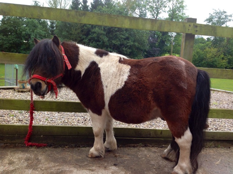 Brown and white pony with red halter standing beside wooden fence on gravel, green trees and grass behind, calm mood